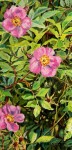 "Wild Roses"  oil  2009